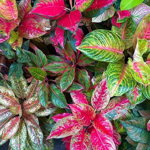 Complete Aglaonema Care Guide