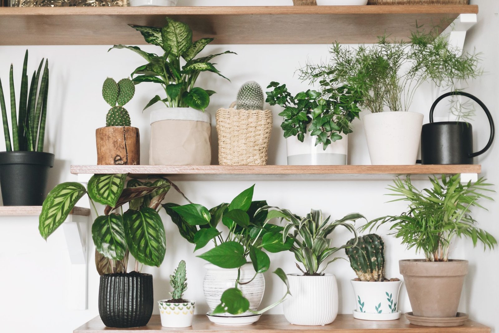Indoor Plant Buying Guide for Beginners
