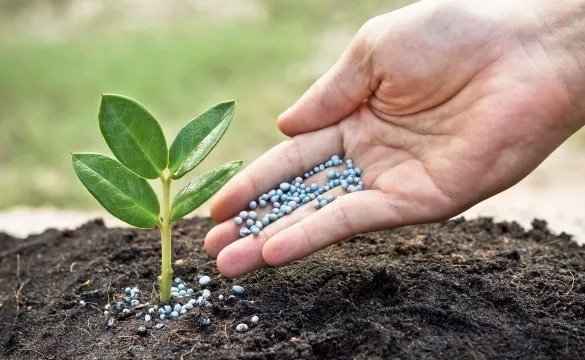 Plant Fertilizer & Soil Guide for Bangladesh