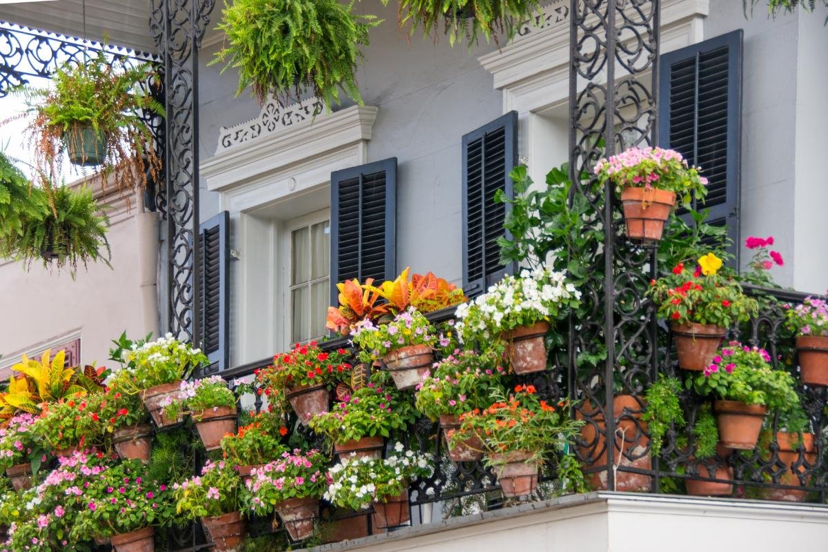 Best Balcony Plants for Bangladesh