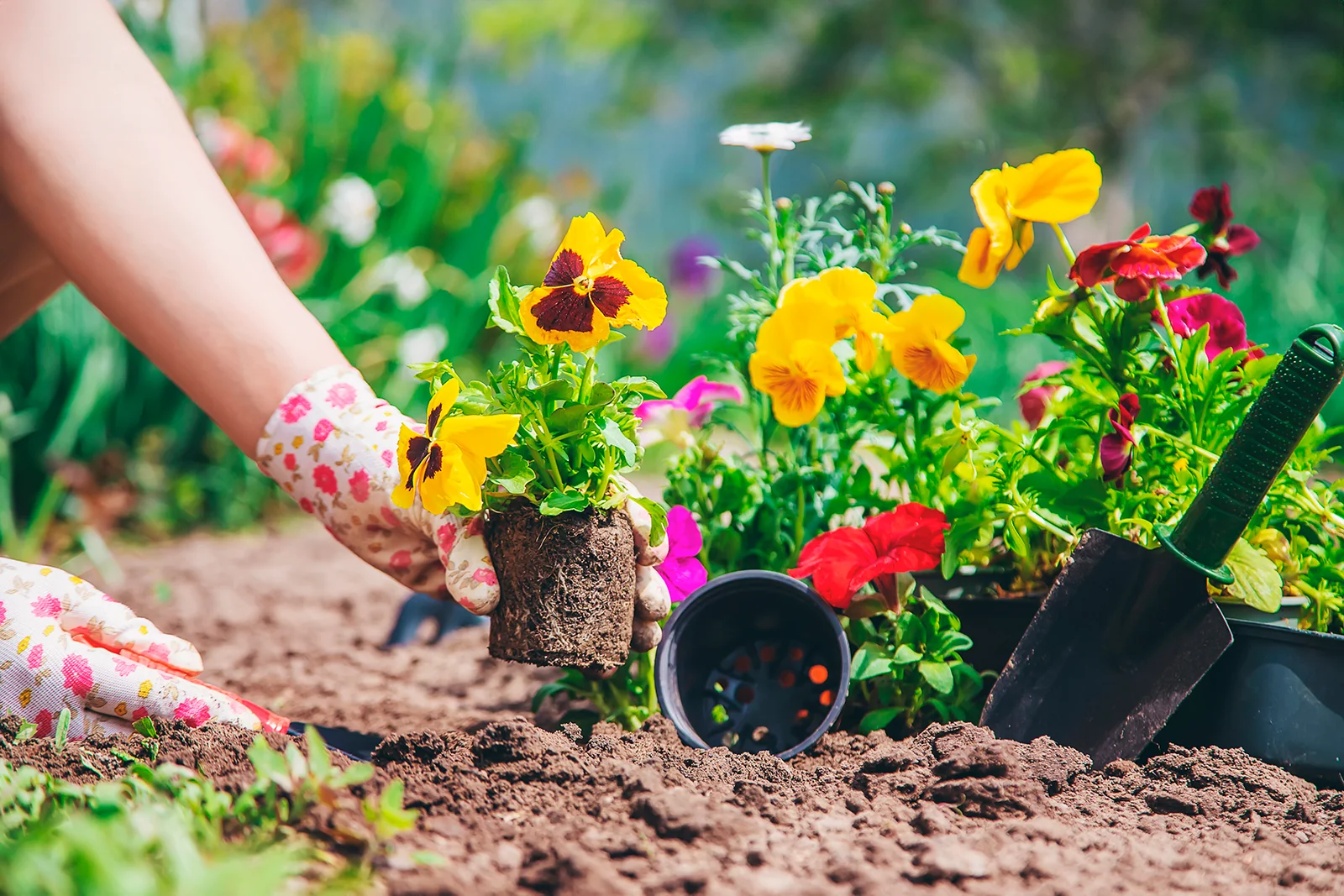 Seasonal Plant Care Guide for Bangladesh