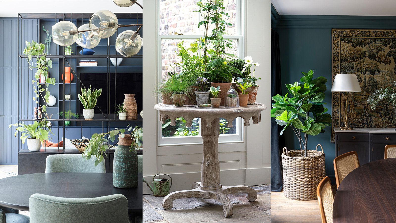 Top Decorative Plants for Modern Homes