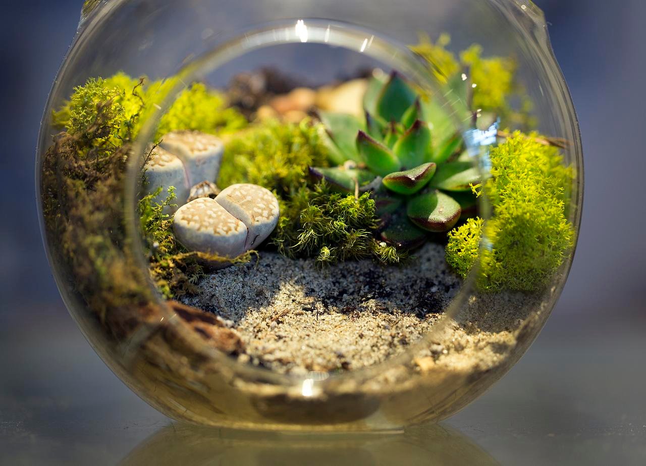 A Beginner’s Guide to Terrariums in Bangladesh
