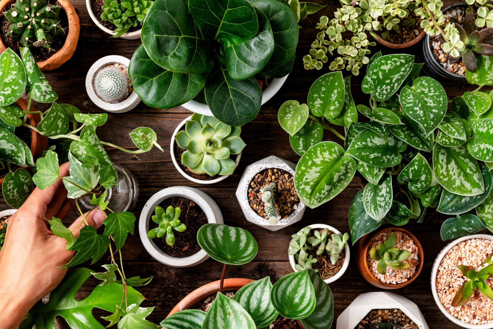Indoor Plants