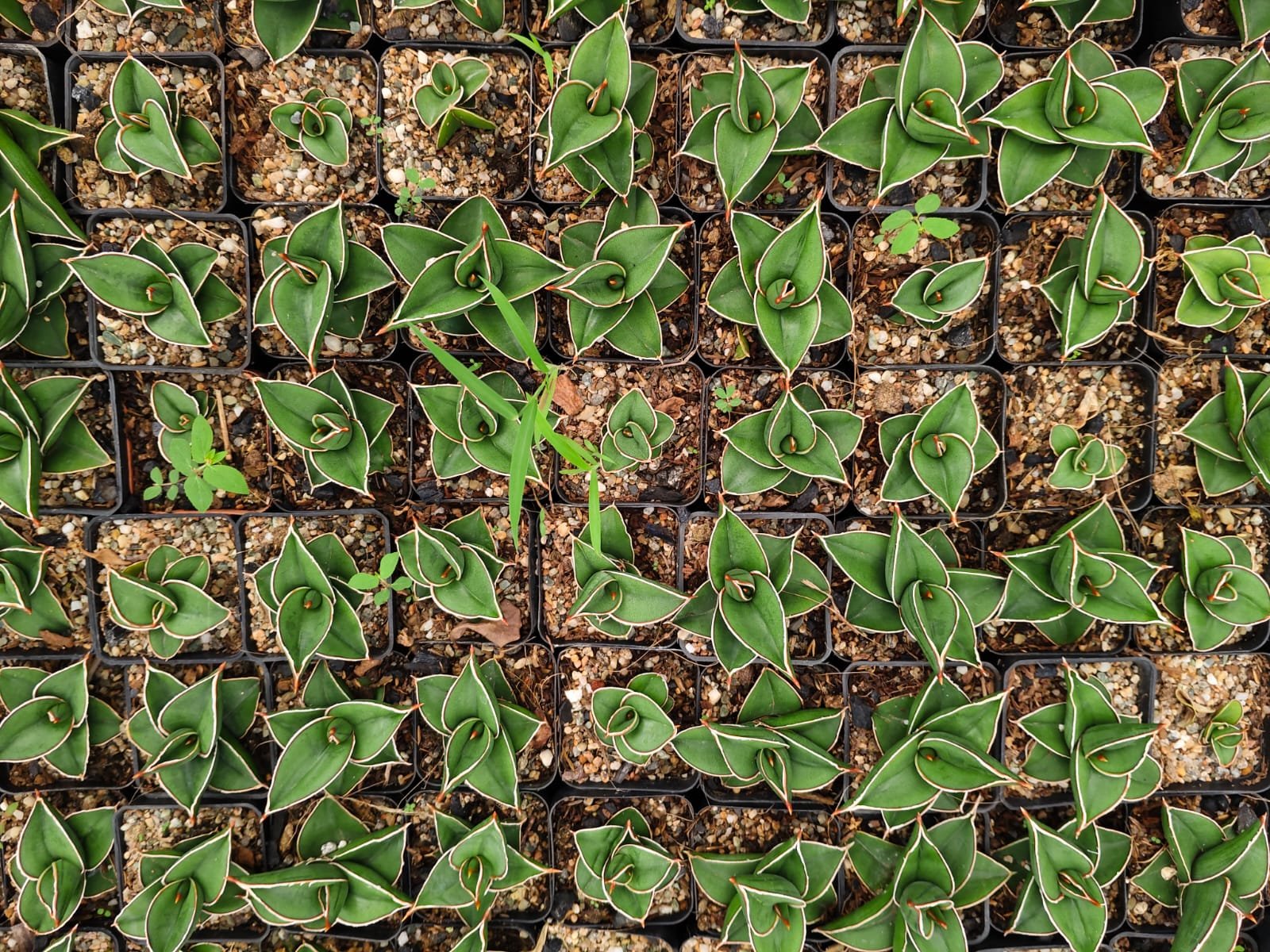 About Oronno Plants